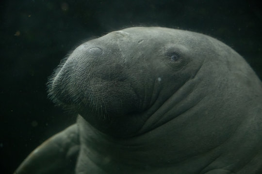 Retrato de un manat&iacute; bajo el agua