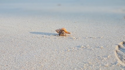 Small animal on beach