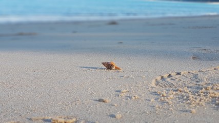 Small animal on beach
