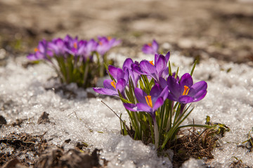 Spring crocus in the snow, lit by the sun