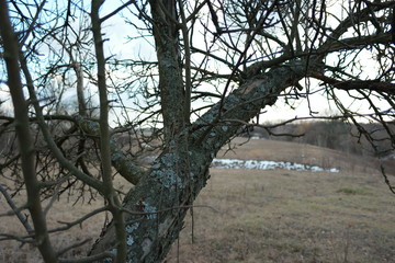  tree trunk with bare branches in nature