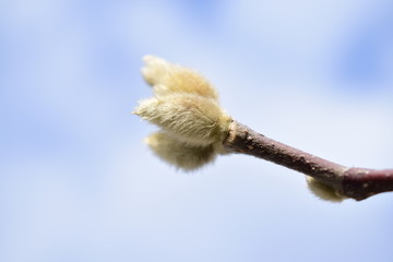 branch of willow © Snežana