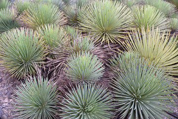 Jardin de cactus au Mexique