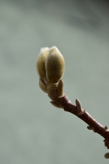 branch of a willow