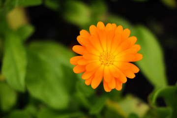 Blurred summer background with growing flower calendula, marigold.