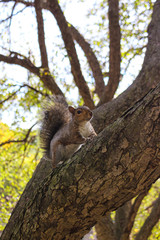 squirrel on a tree
