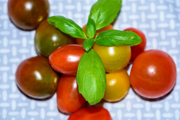 Cherry Tomatoes and Sprig of Basil