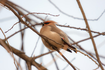 waxwing on a tree