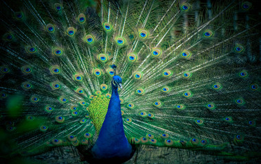 Obraz premium A beautiful male peacock expanded feathers