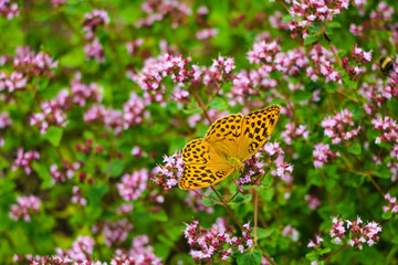 Beautiful butterfly pollinates flowers in the garden in spring or summer.