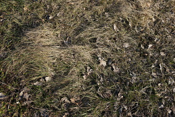 fallen leaves on land