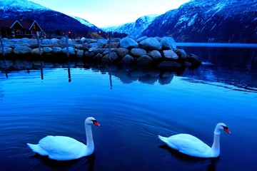 swan on lake