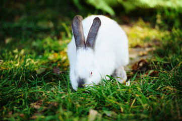 white rabbit on a green grass