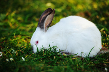 white rabbit on a green grass
