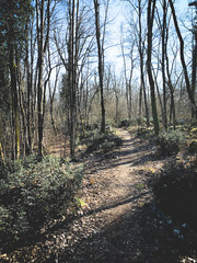 Obraz premium Hiking in the forest, pathway