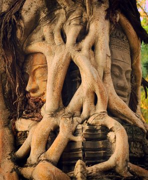 Ancient Khmer stone face sculpture trapped under overgrown roots at a temple in Siem Reap, Cambodia.