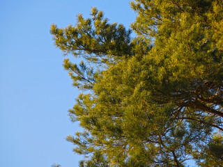 branches of a fluffy pine tree against the blue sky