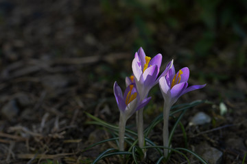 Close up of wild saffron flowers in a field,springtime blossom