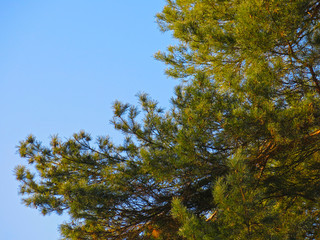 branches of a fluffy pine tree against the blue sky
