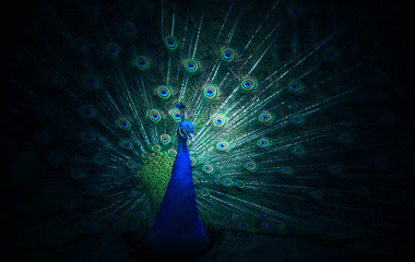 Peacock opens a beautiful, dreamy and mysterious tail.