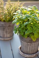 lemon balm (melissa) and thyme herb in flowerpot on balcony
