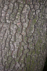 Diospyros lotus