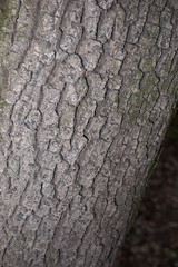 Diospyros lotus