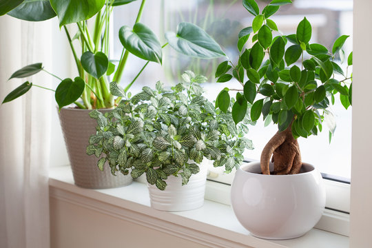 houseplants fittonia, monstera and ficus microcarpa ginseng in white flowerpots on window