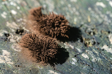 Stemonitis like  hedgehog or pile of carpet. Stemonitis, known as tube slime mold on grey old oak wood. Original brown abstract motif for nature or ecology theme. Selective focus