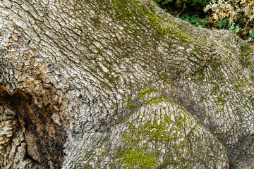 Beautiful big textured bark trank of downy or pubescent oak (Quercus pubescens) in Massandra park, Crimea. Selective focus. Nature concept for ecology and any design