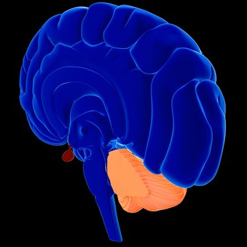 3d illustration human brain 3D render