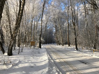 road in winter forest