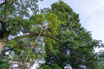 Beautiful Arbutus andrachne tree or Greek strawberry tree with red trunk and evergreen leaves on Pubescent oak (Quercus pubescens) background in Massandra park, Crimea. Scenic landscape for any theme