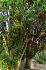  Mediterranean cypress (Cupressus sempervirens) or Italian cypress, pencil pine in Massandra park in Crimea. Selective focus of beautiful evergreen tree.