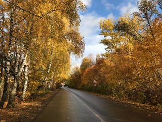 road in autumn