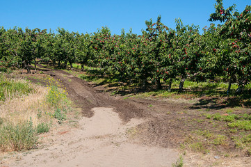 Fototapeta na wymiar Cherry orchard ready for harvest