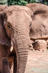 Elephant picture - Kruger National Park - South Africa