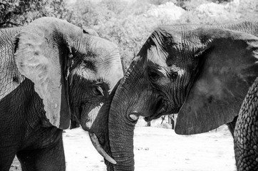 Two elephant in black and white