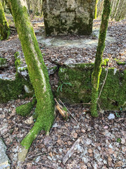 Trees and bush in the forest