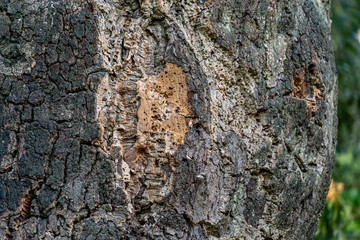 Close-up of bark cork oak tree (Quercus suber) in Massandra landscape park in Crimea. Rich colorful texture as natural background for any design.