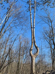 Unusual tree trunk, two trunks of one tree