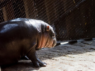 Pygmy hippopotamus baby in a zoo house