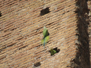 Two beautiful parakeets on the exterior wall of the Colosseum in Rome, Italy 