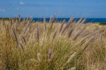 grass on a background of blue sky