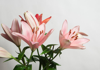 Naklejka premium Pink lily flower ower white