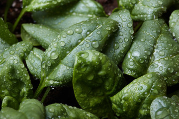 Young fresh spinach. Drops of dew on the green leaves of young spinach. Healthy vegan food.