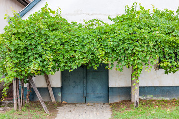 cellar lane in Hajos, Kalocsa County, Southern Great Plain Region, Hungary