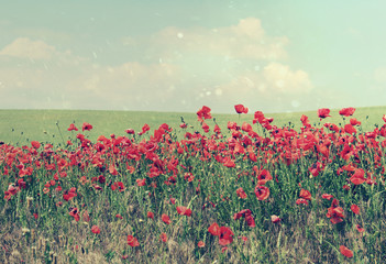 Fototapeta na wymiar Poppy flowers summer background, field with red flowers over blue sky background. Meadow with beautiful bright red poppy flowers