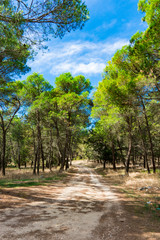 Hiking path through the nature of Gravina di Puglia, Italy_