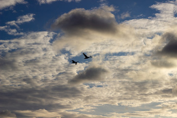 Fototapeta na wymiar isolated mallard ducks couple anas platyrhynchos flying in blue sky